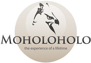 Logo Moholoholo